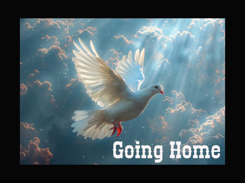 Going Home – License 2 Creator