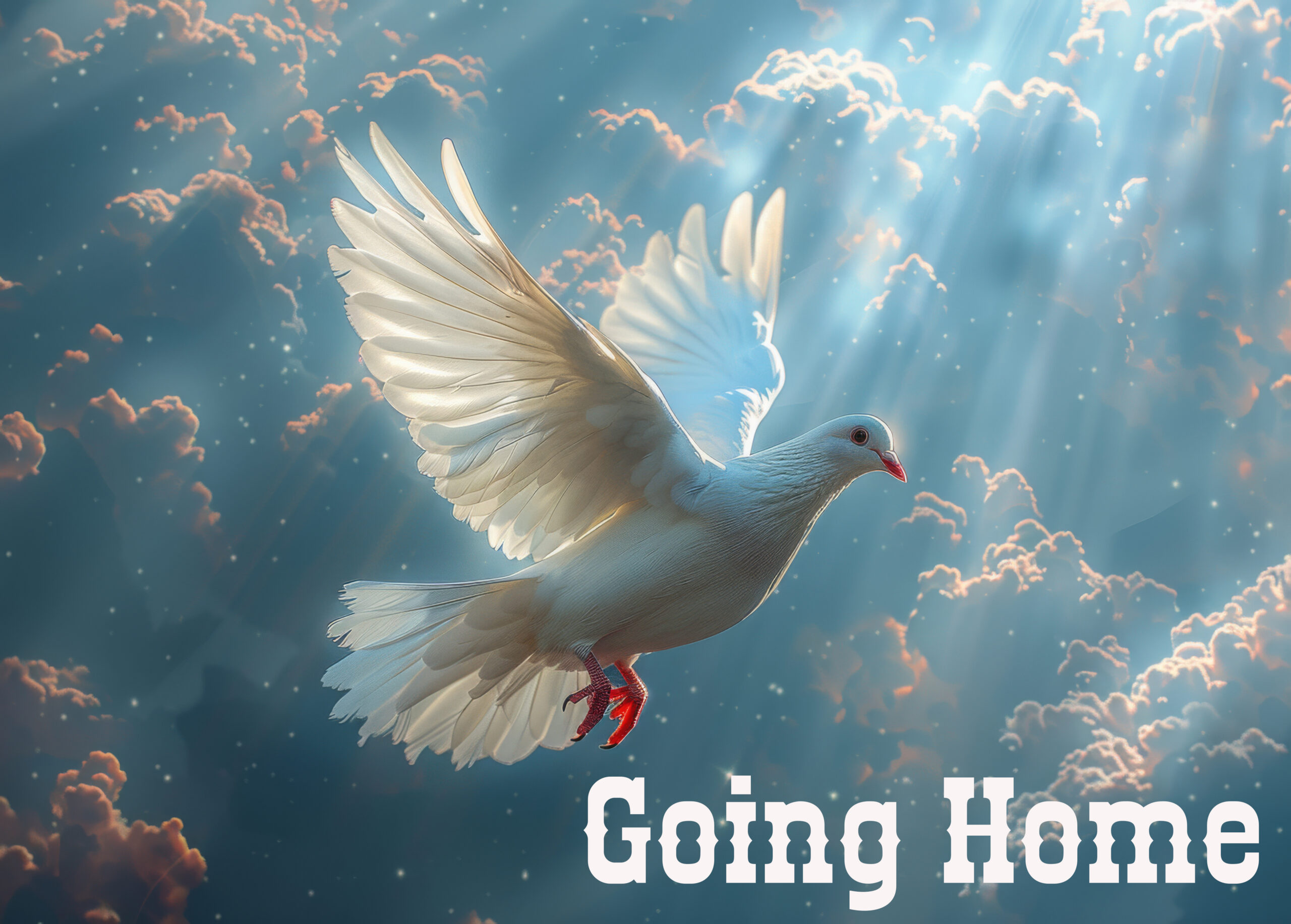 Dove in the air with wings wide open in-front of the sun.