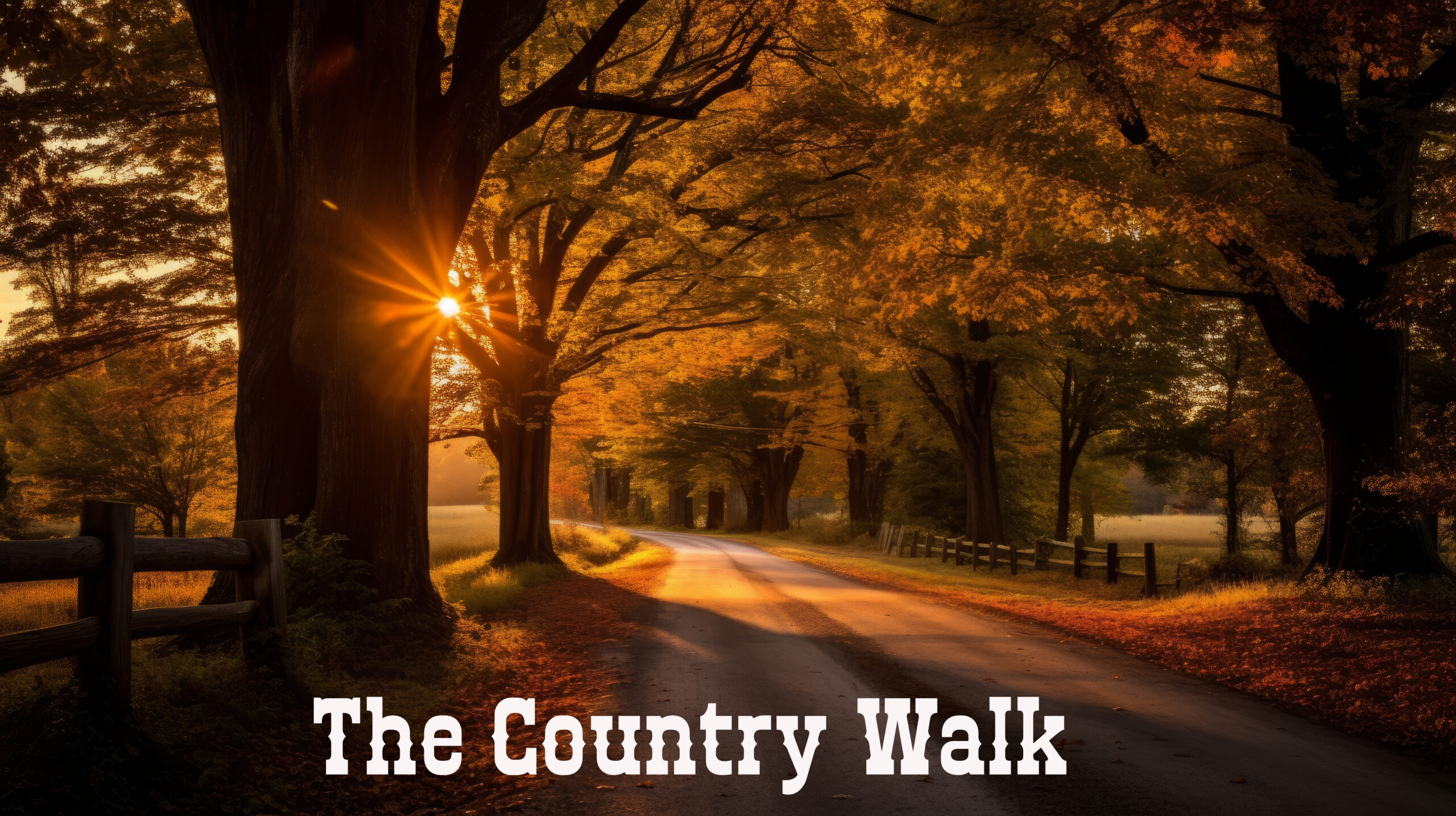 The golden light on a country road